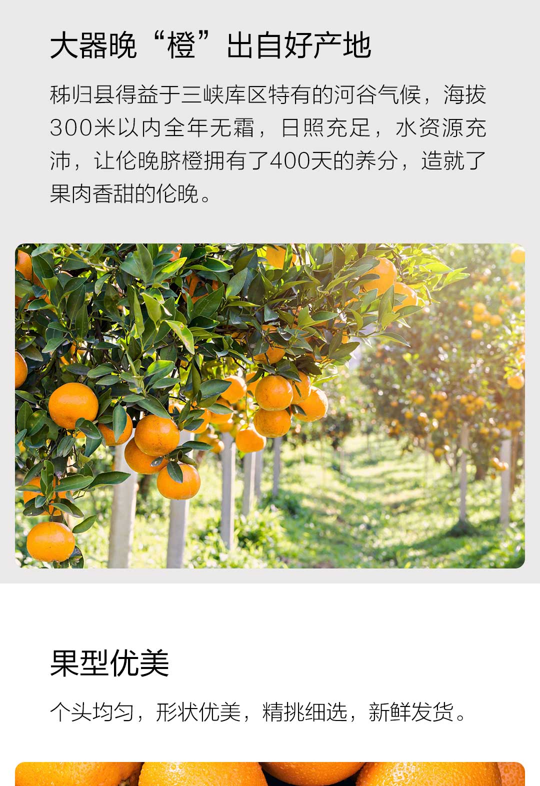 售罄400天孕育三峡大坝伦晚大果3斤箱小米有品代下单湖北伦晚脐橙